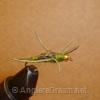 Stonefly Olive Rubberleg Beadhead