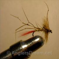 Daddy Long Legs Red Tail